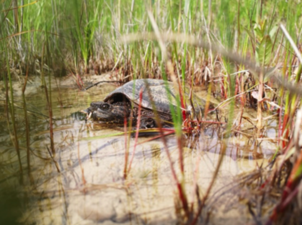 featured image thumbnail for post Trapping Turtles to Save Turtles with the Toronto Zoo